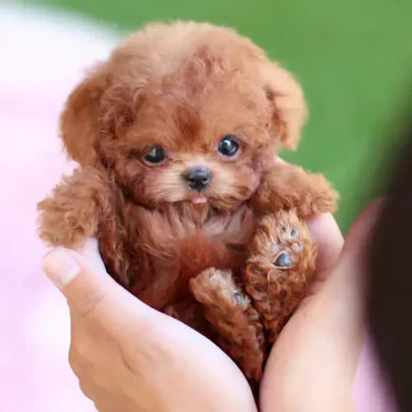 Lifelike Robotic Puppy Plush Companion That Walks, Barks and Sits