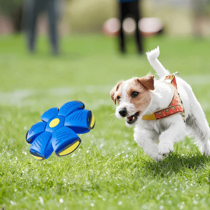 Dog Toy | Indestructible 2-in-1 Dog Toy | FlitzDisc
