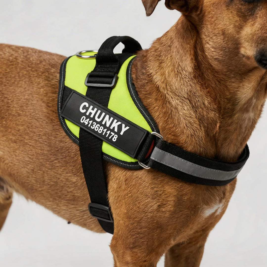Personalized Front-Attachment No-Pull Harness
